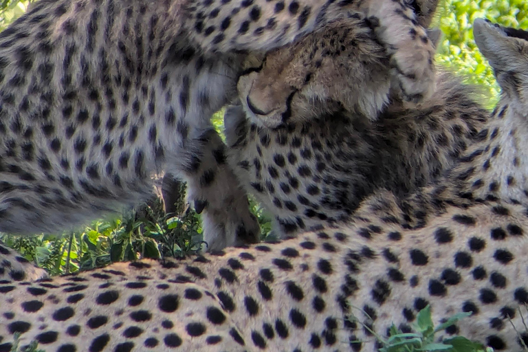 Arusha: 4 giorni di safari nel Serengeti e nel cratere del NgorongoroSafari privato