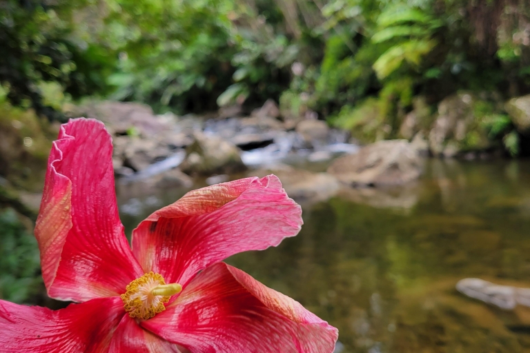 Fajardo: Geführtes Abenteuer im Regenwald