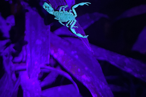 Monteverde: Night Tour with Night Vision Goggles