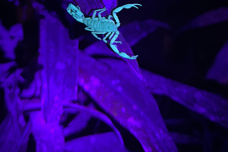 Monteverde: Night Tour with Night Vision Goggles