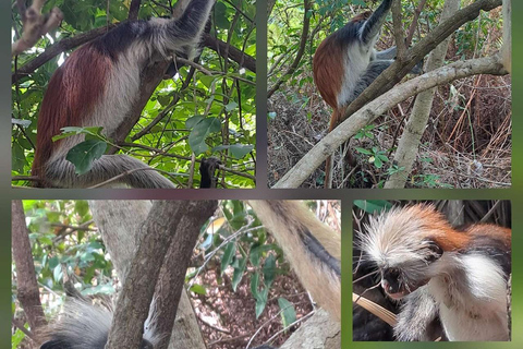 Zanzibar: Spice Farm, Stone Town or Jozani Forest with lunch Spice Farm Experience with lunch – (No Transport)