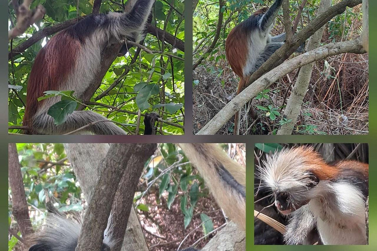 Zanzibar: Spice Farm, Stone Town or Jozani Forest with lunch Spice Farm Experience with lunch – (No Transport)