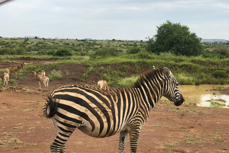 Nairobi Park, olifantenopvangcentrum en giraffencentrum tourZonder toegangsbewijs
