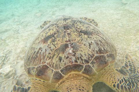 Lombok: Private Glass-Bottom Boat Tour with Snorkeling