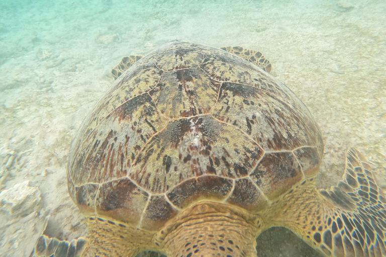 Lombok: Private Glass-Bottom Boat Tour with Snorkeling