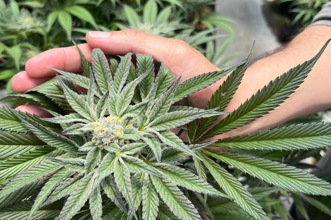 Private Medellín Cannabis Culture Tour with Lunch & Tasting