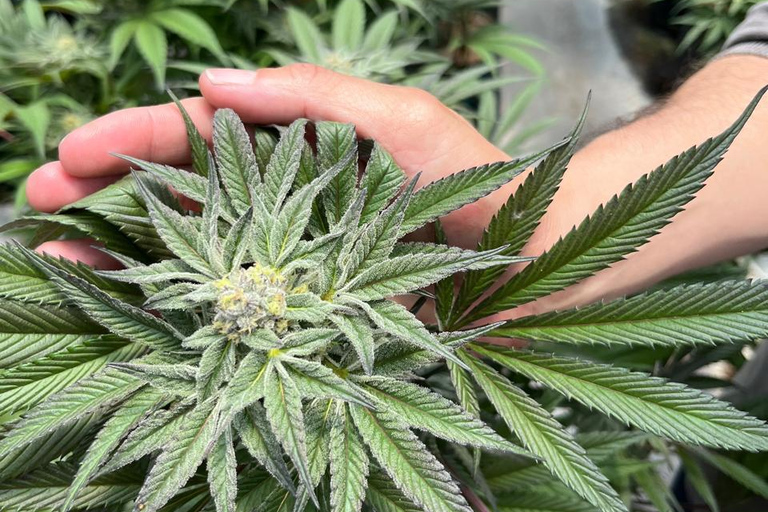 Private Medellín Cannabis Culture Tour with Lunch & Tasting
