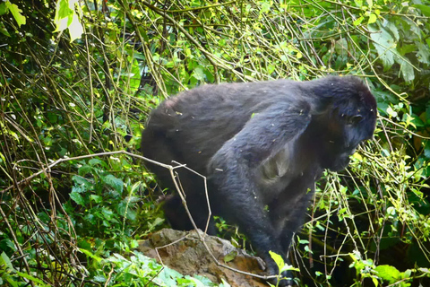 Senderismo de 2 días con gorilas en Bwindi desde Kigali