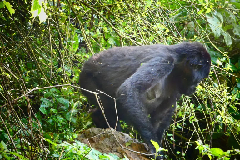 Trekking di 2 giorni con i gorilla a Bwindi da Kigali