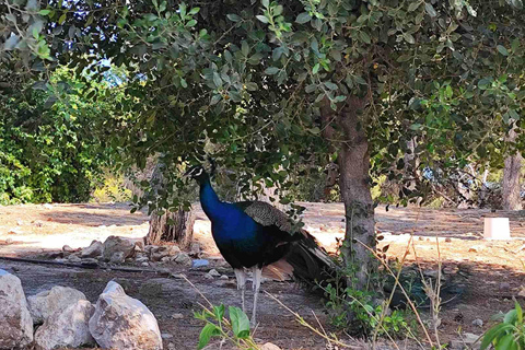 Visite d'Héraklion demi-journée, croisière commentée, Knossos+Top SightsVisite privée de 6 heures le matin
