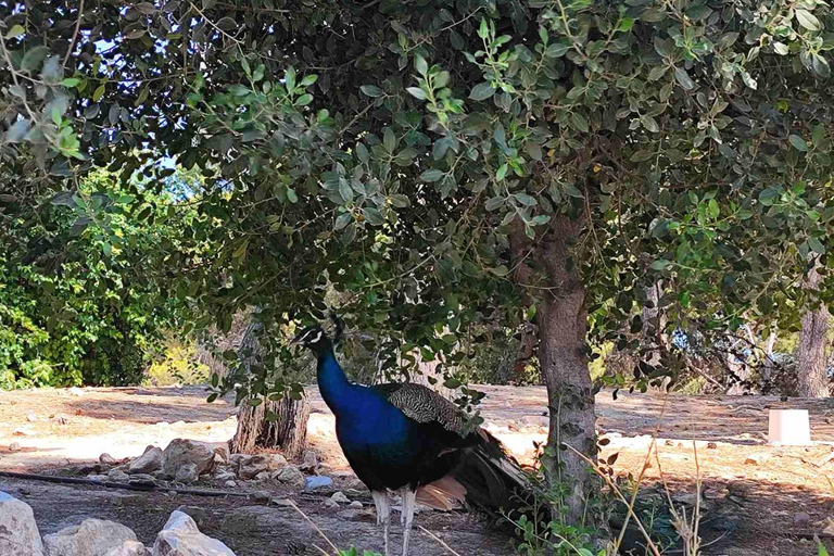 Visite d'Héraklion demi-journée, croisière commentée, Knossos+Top SightsVisite privée de 6 heures le matin