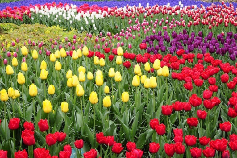 Da Amsterdam: Tour privato al Keukenhof e al Madurodam