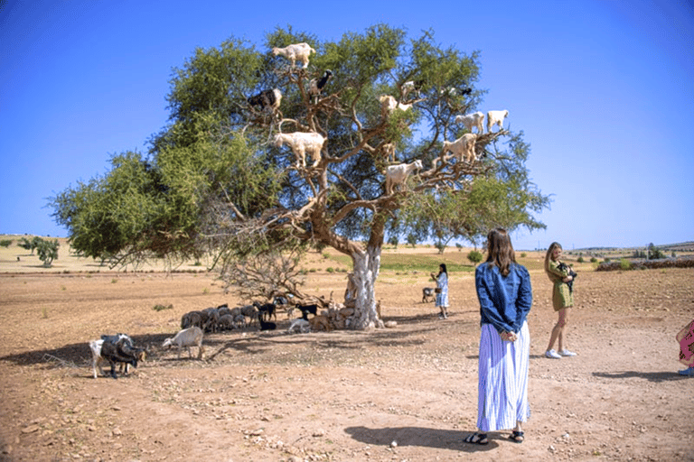 Agadir: Entreebewijs Crocopark &amp; Tour geit op boom zienOphaalservice vanaf Agadir