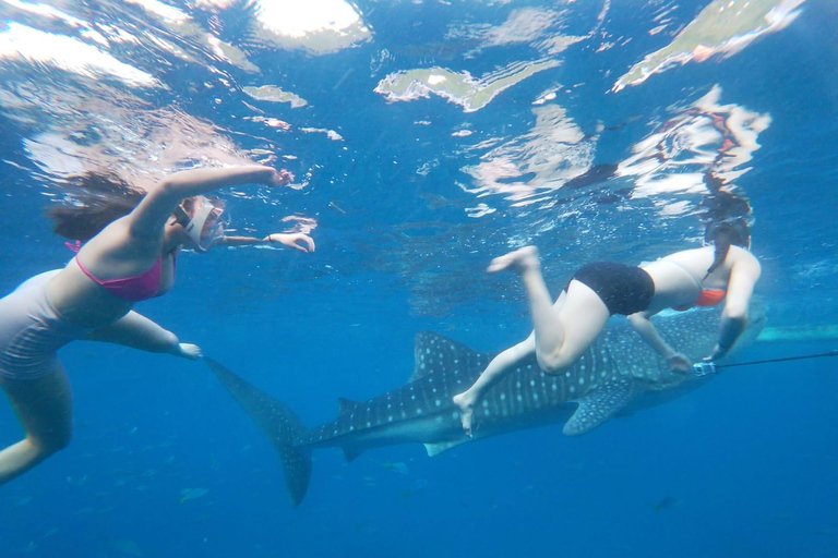 Cebu: Oslob Whale Shark Experience & Kawasan Canyoneering