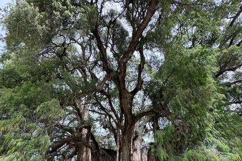 Monte Albán and Mitla Day Tour Monte Alban and Mitla Day Tour