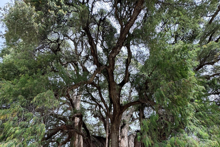 Monte Albán and Mitla Day Tour Monte Alban and Mitla Day Tour