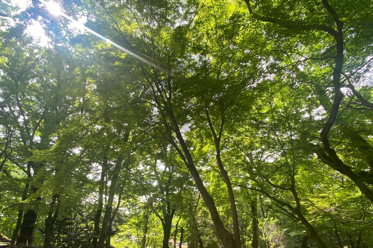 Kyoto och Nara: Upptäck det traditionella Japan