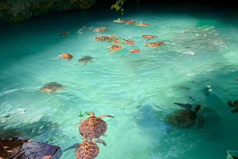 Zanzibar:Sea torttle swim at Salaam & Prison Island Tortoise Private Salaam cave & prison Island. No transfer