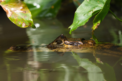 Tortuguero: Passeio de aventura em canoa