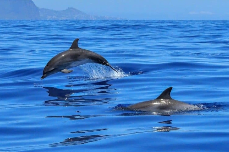 Excursión a los Delfines, Excursión a las Estrellas de Mar, Laguna Azul, La Roca, Kaefunk