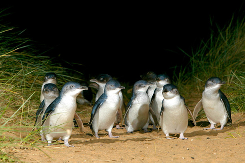 Desde Melbourne: Tren Puffing Billy y Excursión por la Fauna de los Pingüinos