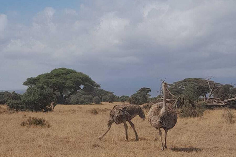 Overnight Amboseli Safari From Nairobi