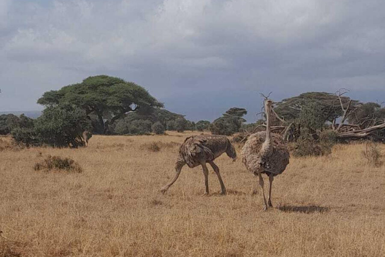 Overnight Amboseli Safari From Nairobi