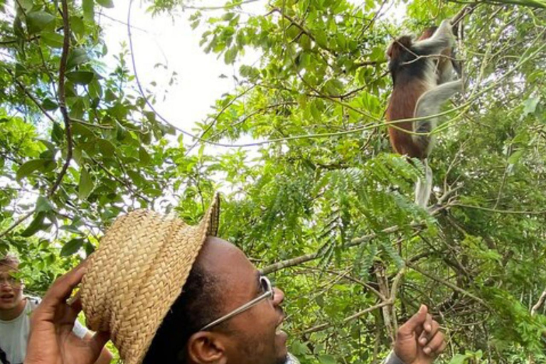 Jozani Forest & Turquoise Waters Turtle Swim at Salaam Cave TOUR WITHOUT HOTEL PICKUP AND DROP OFF