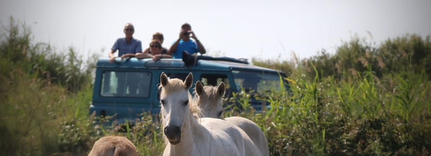Aigues Mortes : Safari photo en Jeep en Camargue
