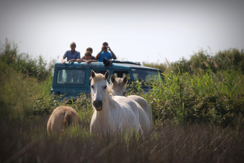 Aigues Mortes: Jeep Fotosafari in de Camargue