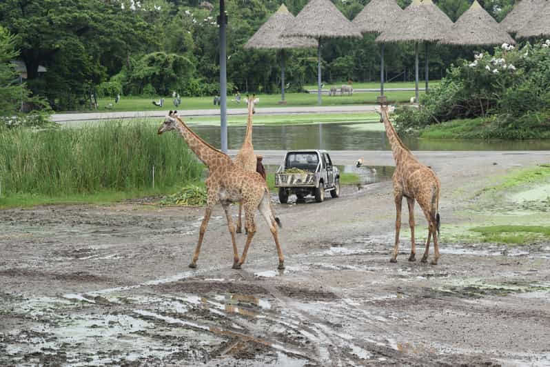 曼谷Safari & Marine Park