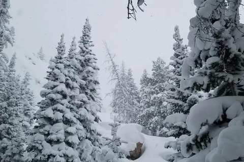 Women's Snowshoeing Tour: Rocky Mountain National Park