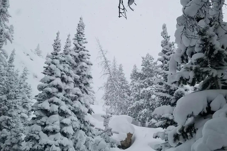 Women's Snowshoeing Tour: Rocky Mountain National Park