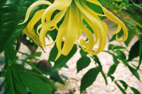 Zanzibar : forêt de Jozani, ferme d'épices et nage avec les tortuesZanzibar : Forêt de Jozani, ferme d'épices et nage avec les tortues