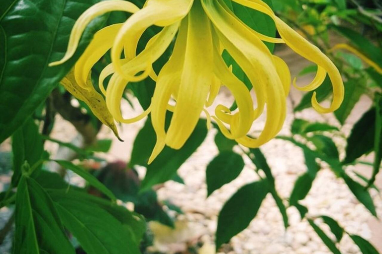 Zanzibar : forêt de Jozani, ferme d'épices et nage avec les tortuesZanzibar : Forêt de Jozani, ferme d'épices et nage avec les tortues