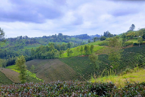 Nairobi: Purple Tea Farm Tour & Tasting Daytrip