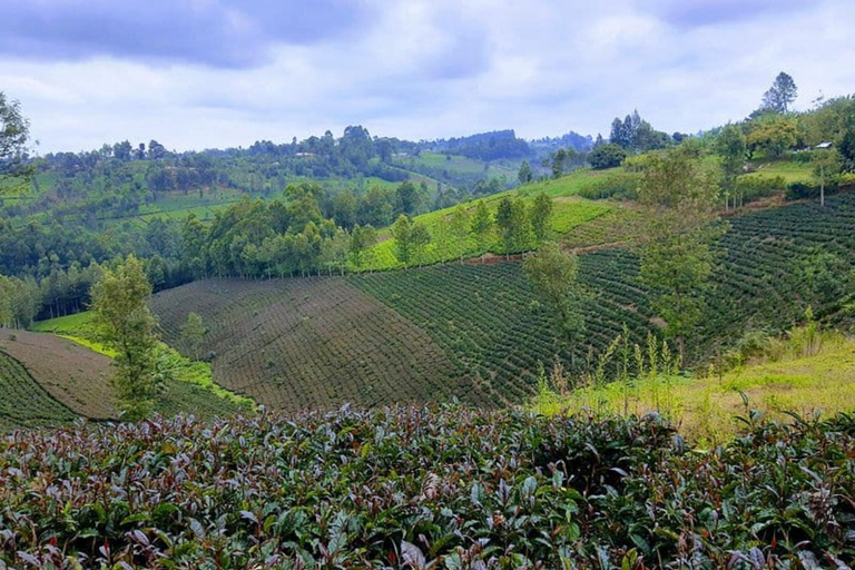 Nairobi: Purple Tea Farm Tour & Tasting Daytrip