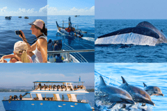 Mirissa: Tour zur Beobachtung von Blauwalen und Delfinen mit Frühstück