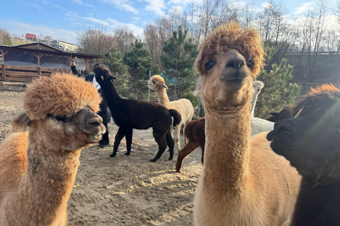 Krakow: Magical day with Alpacas, Castle & Sunset on Water