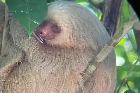 Guidad vandring genom djungeln i Manuel Antonio med optisk utrustning.