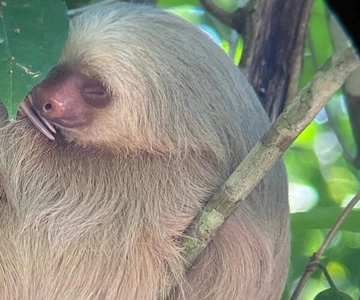 Guided hike through the jungle of Manuel Antonio with optical equipment.