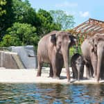 Amsterdam: biglietto d'ingresso allo zoo reale ARTIS di Amsterdam
