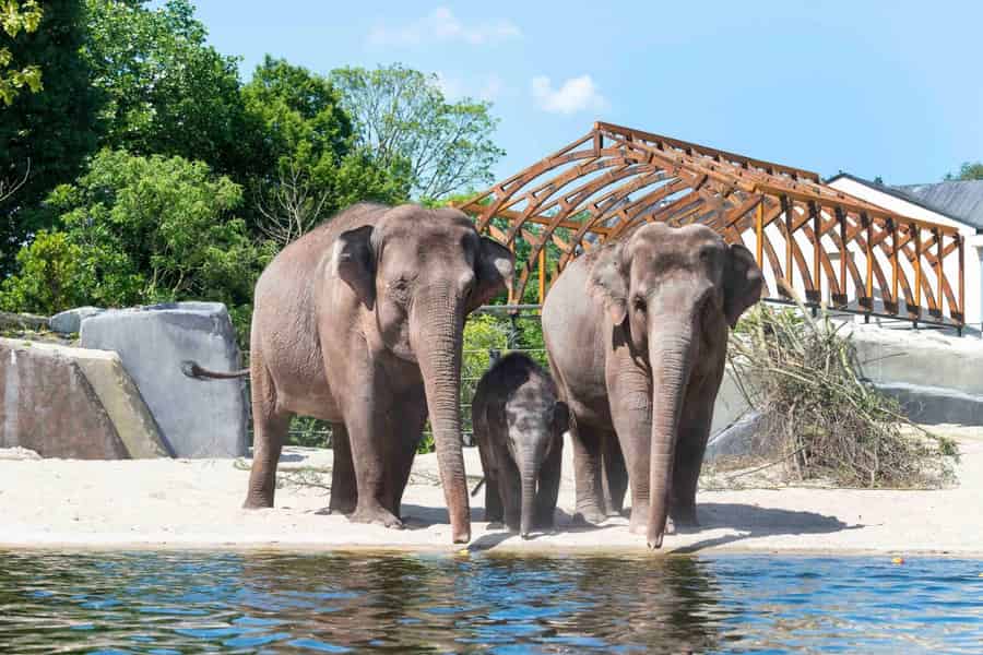 Amsterdam: ARTIS Royal Zoo Entry Ticket. Foto: GetYourGuide