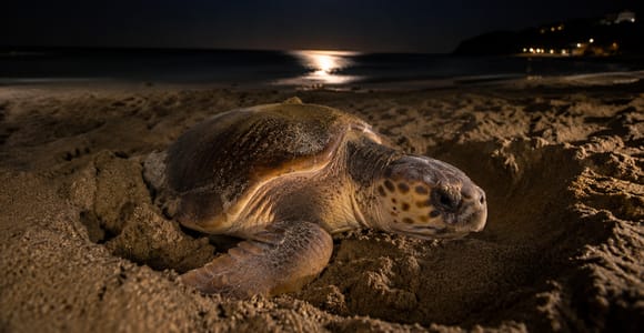 Sal Island: Night Turtle Watching Experience