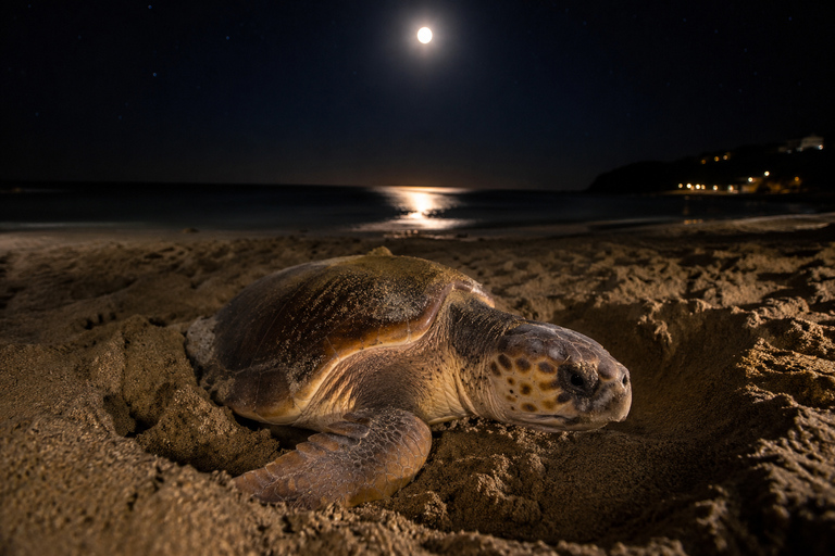 Sal Island: Night Turtle Watching Experience