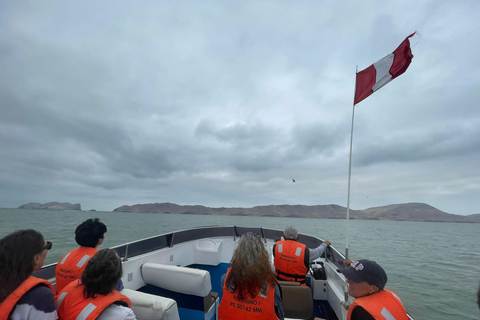 Lima: Snabb båttur till Palominoöarna och simma med sjölejonLima: Palomino Islands Speedboat Tour &amp; Simma med sjölejon