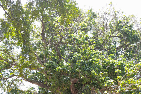 زنجبار: جولة ثقافية أصيلة في جزيرة تومباتو