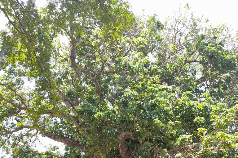 زنجبار: جولة ثقافية أصيلة في جزيرة تومباتو