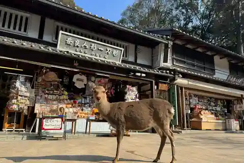 Tour particular em Nara e degustação de saquê (saindo de Kyoto/Nara)