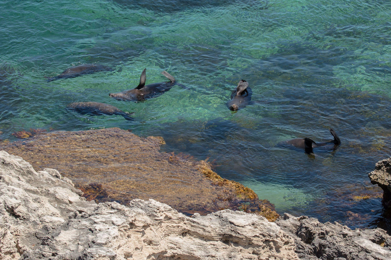 Rottnest Island Seals, Sunset & West End Bus Tour